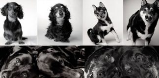 Trabalho fotográfico acompanha cachorros desde filhotes até a velhice.